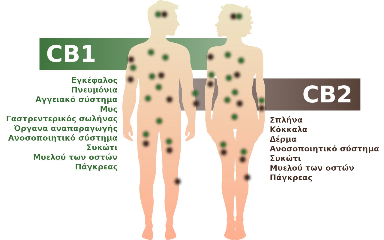 Το ενδοκανναβινοειδές σύστημα με τους υποδοχείς CB1 και CB2 στο ανθρώπινο σώμα